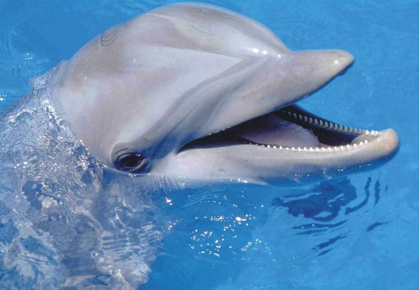 dolphin