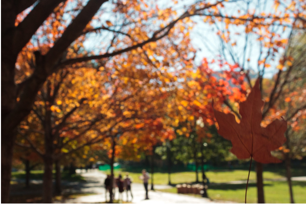 leafpeeping